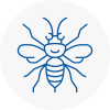 Walton On The Naze Hornet Nest Removals